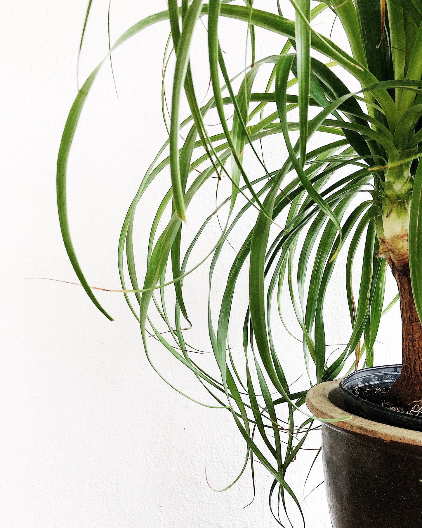 huge ponytail palm Giant Ponytail Palm – Maven Collective