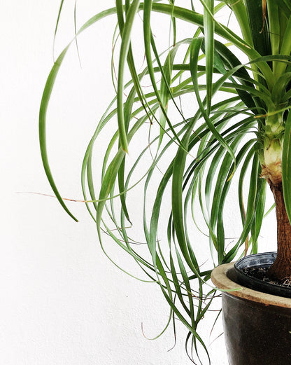 Giant Ponytail Palm