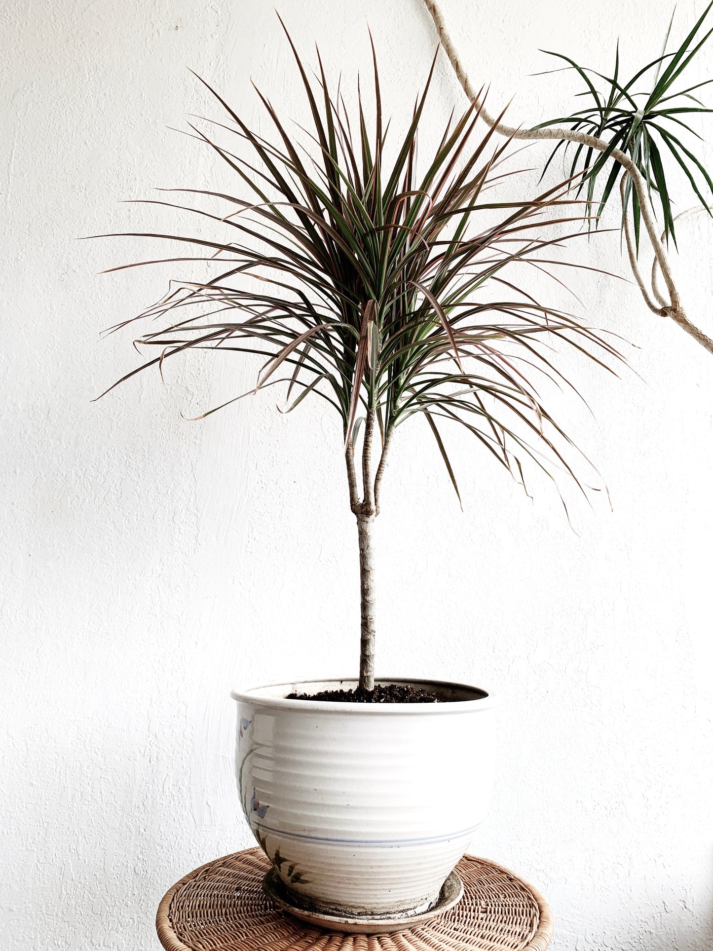 Dracaena Marginata in Vintage Ceramic Tray Pot
