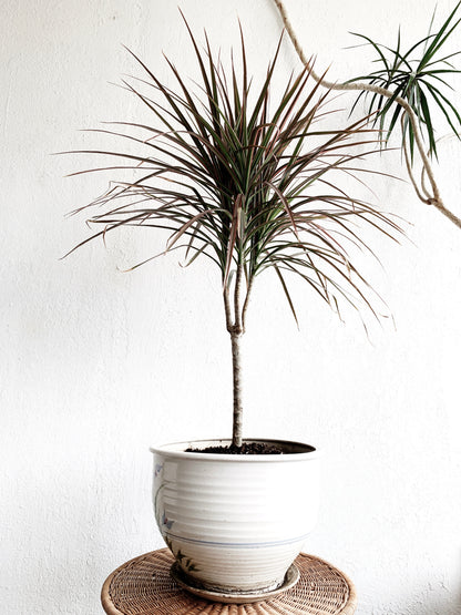 Dracaena Marginata in Vintage Ceramic Tray Pot