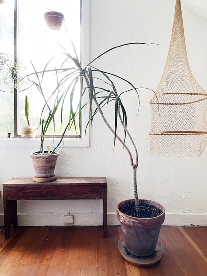 Tall Potted Dracaena Palm