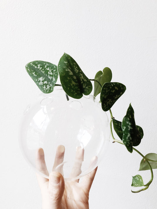 Blown Glass Multi Propagation Vase