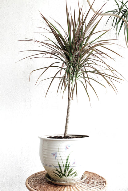 Dracaena Marginata in Vintage Ceramic Tray Pot