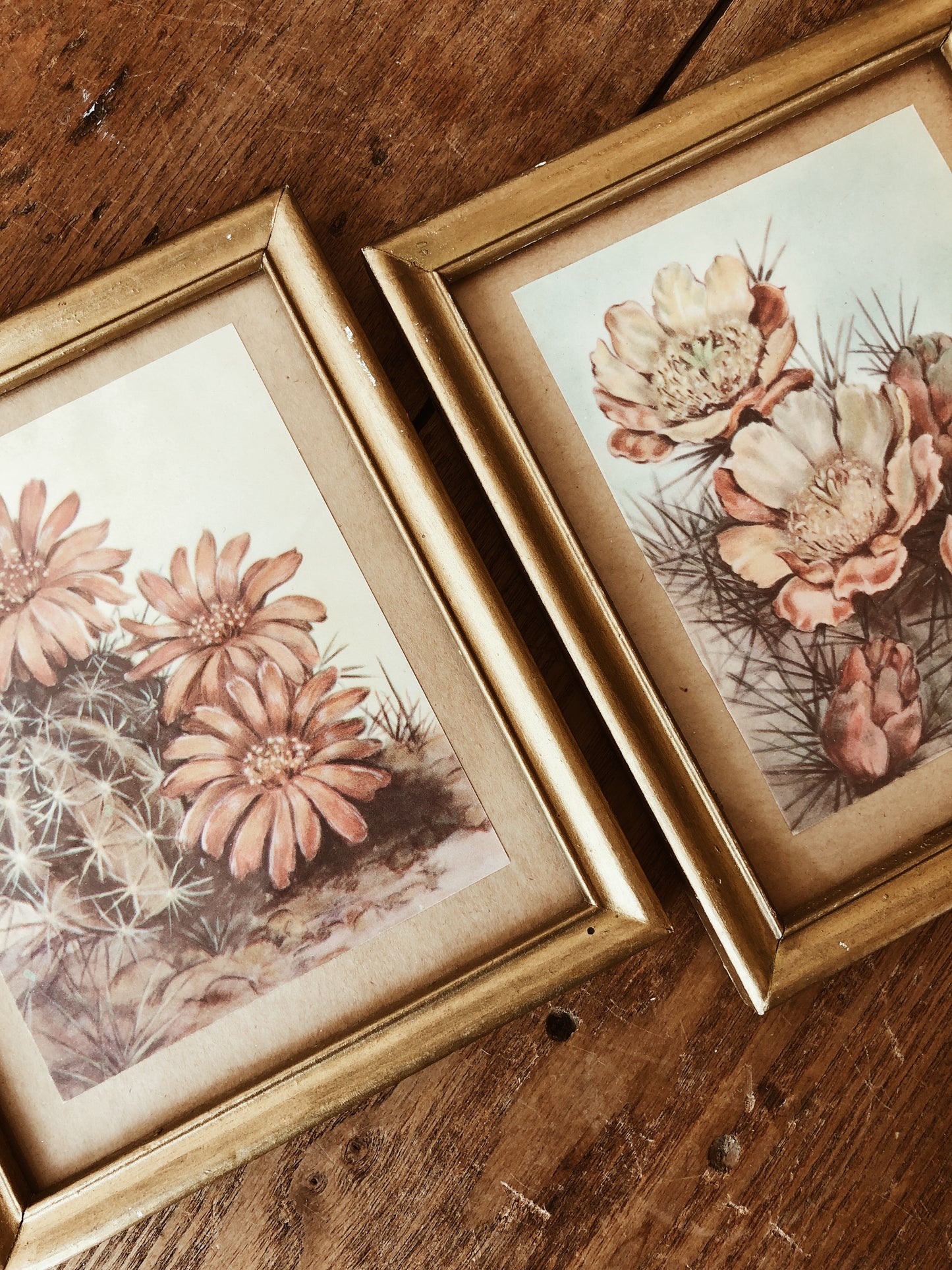 Vintage Cactus Artwork