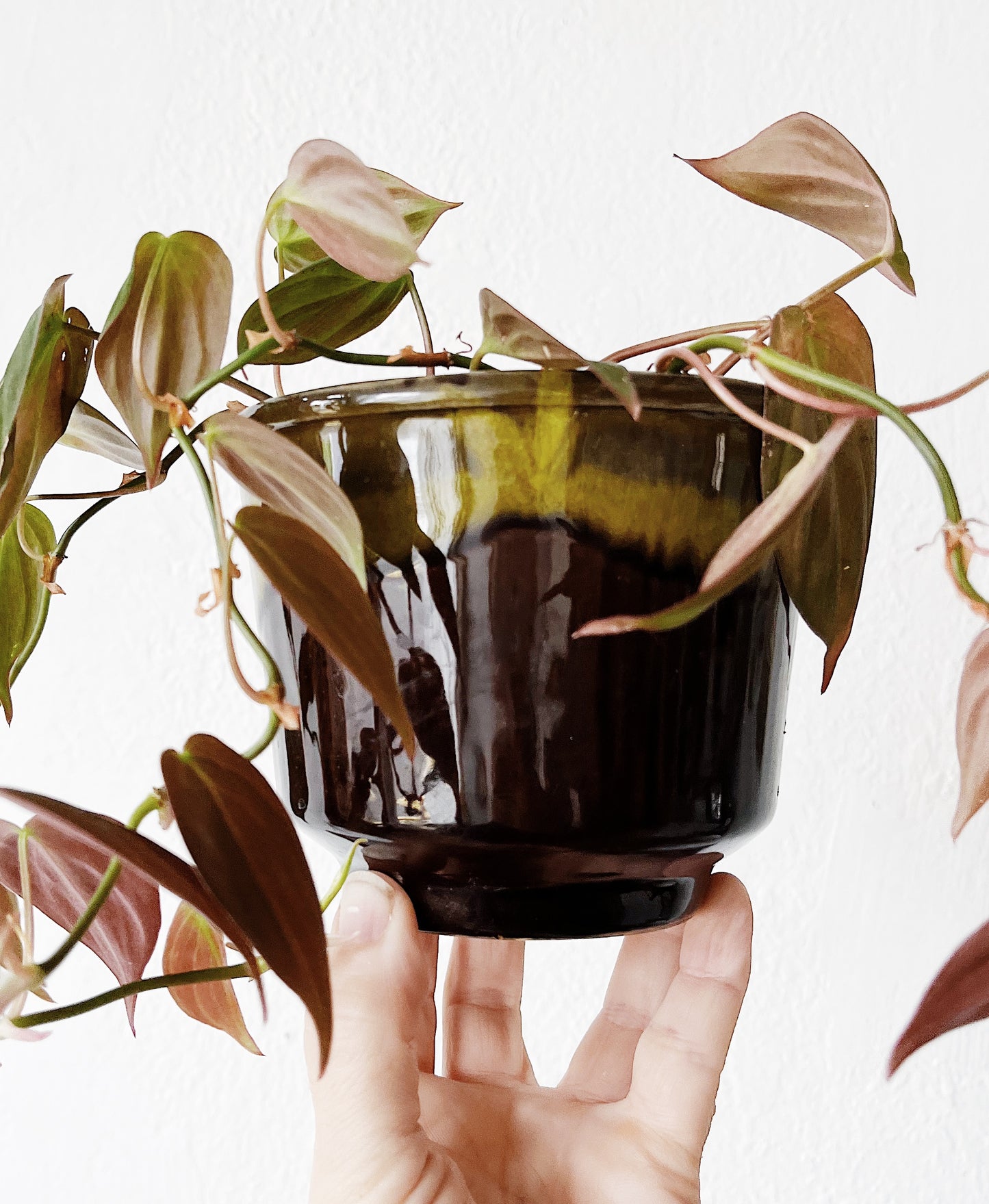 Philodendron Micans in Vintage