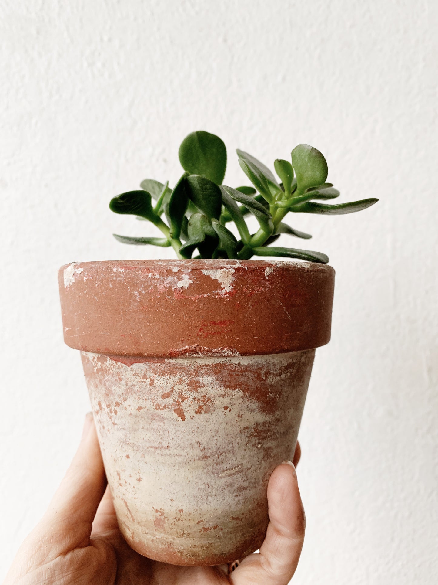 Potted Plant