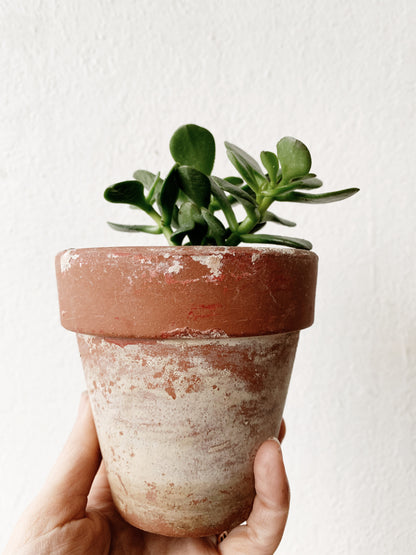 Potted Plant