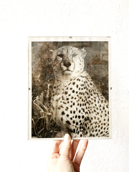 Vintage Cheetah Photograph