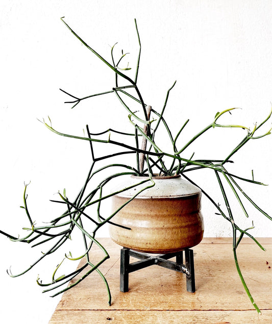 Euphorbia Tirucalli in Vintage Pottery with Stand