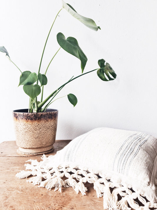 Monstera in Vintage Pot