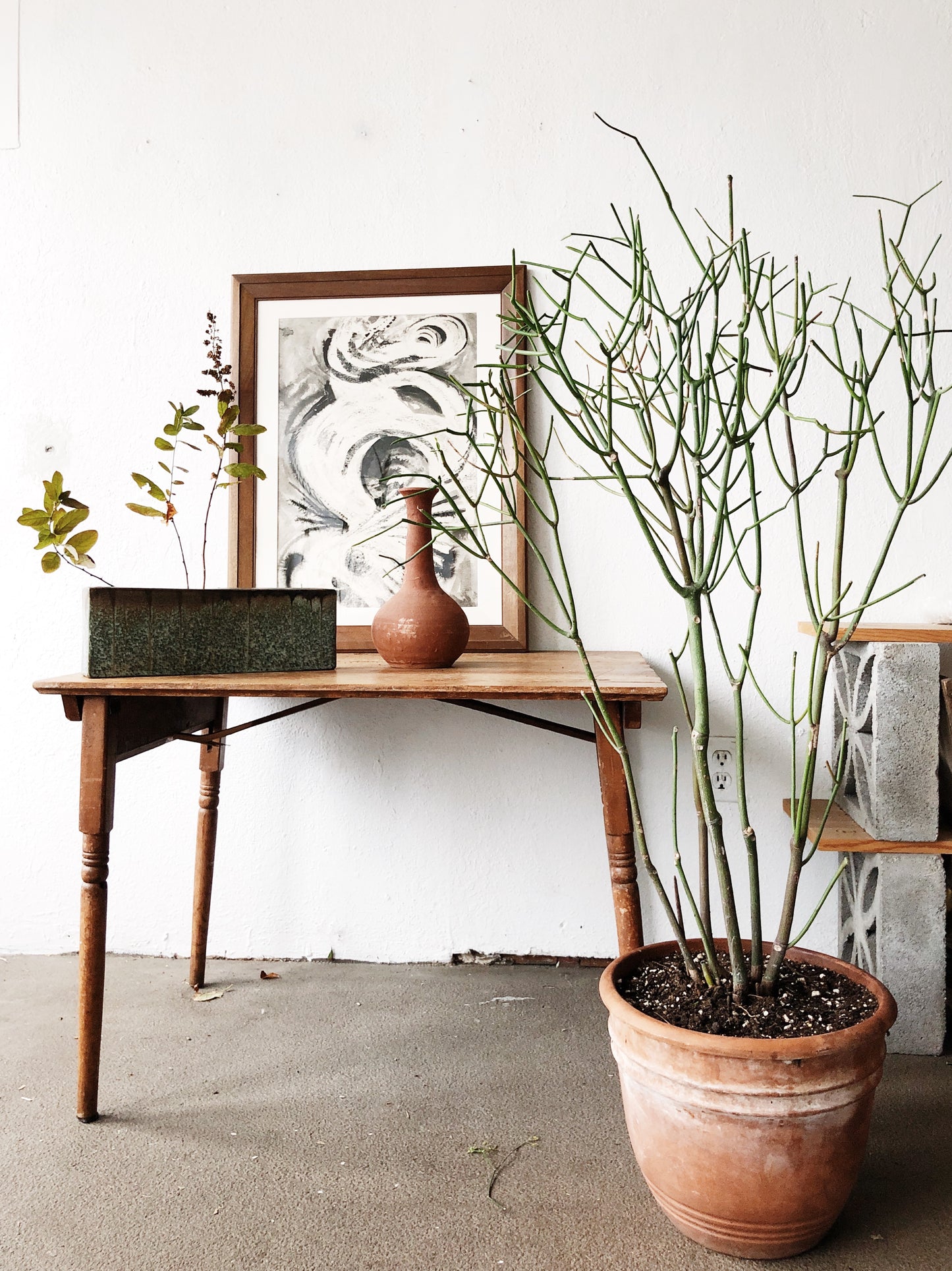 Euphorbia Tirucalli in Terra Cotta
