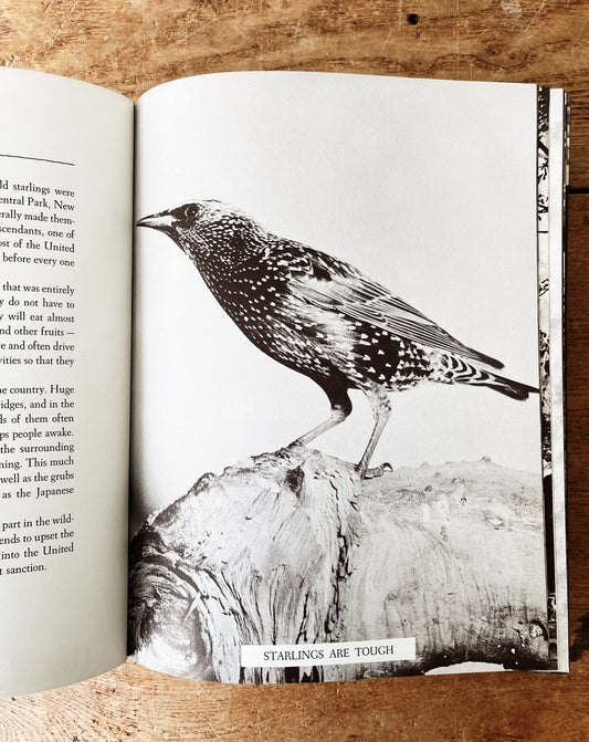 Vintage Natural History Book