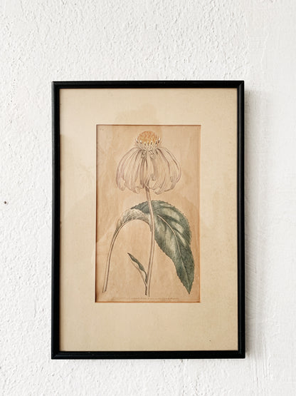 Antique Framed Botanical Print