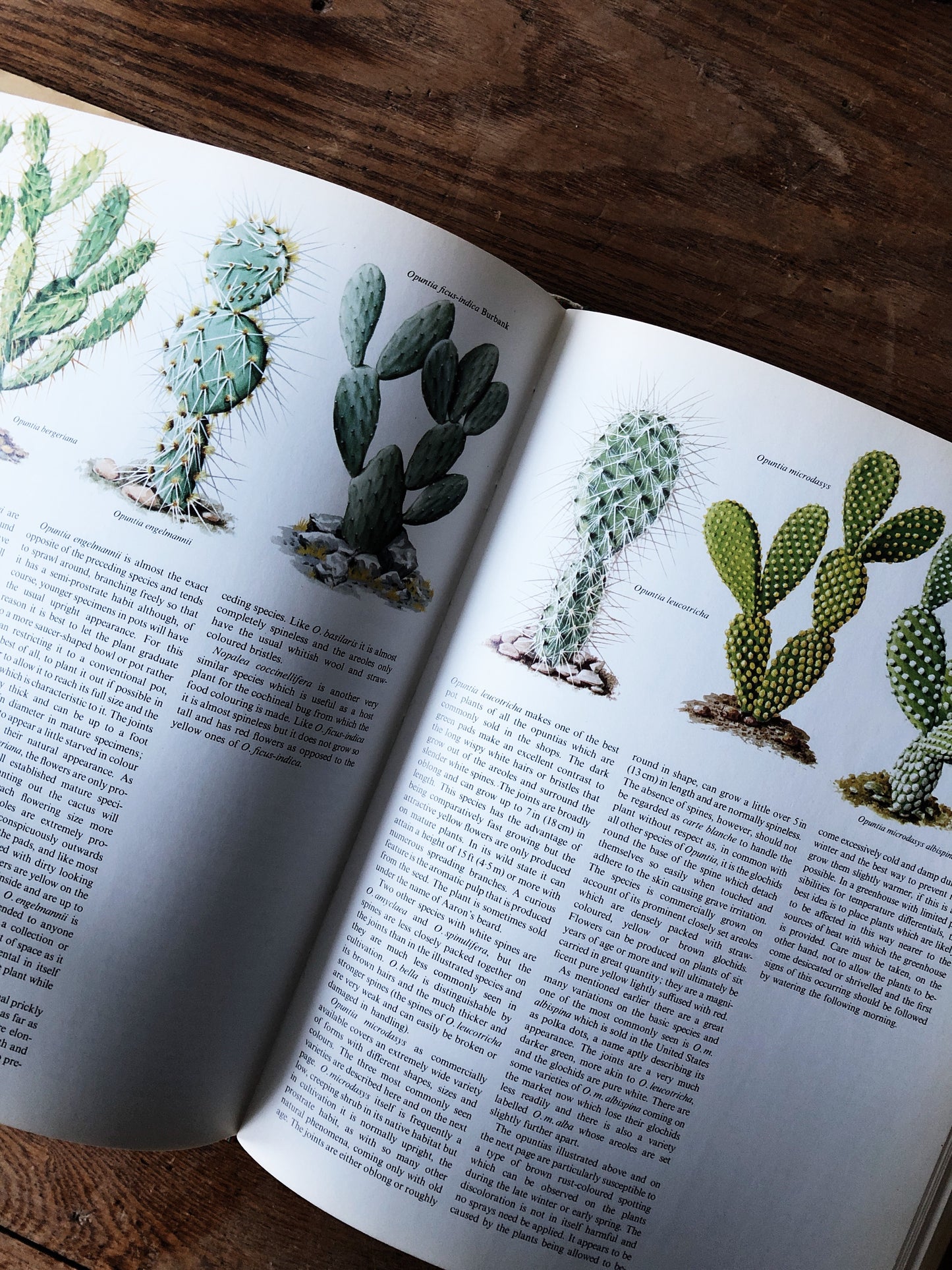 Vintage Houseplant and Cacti Book