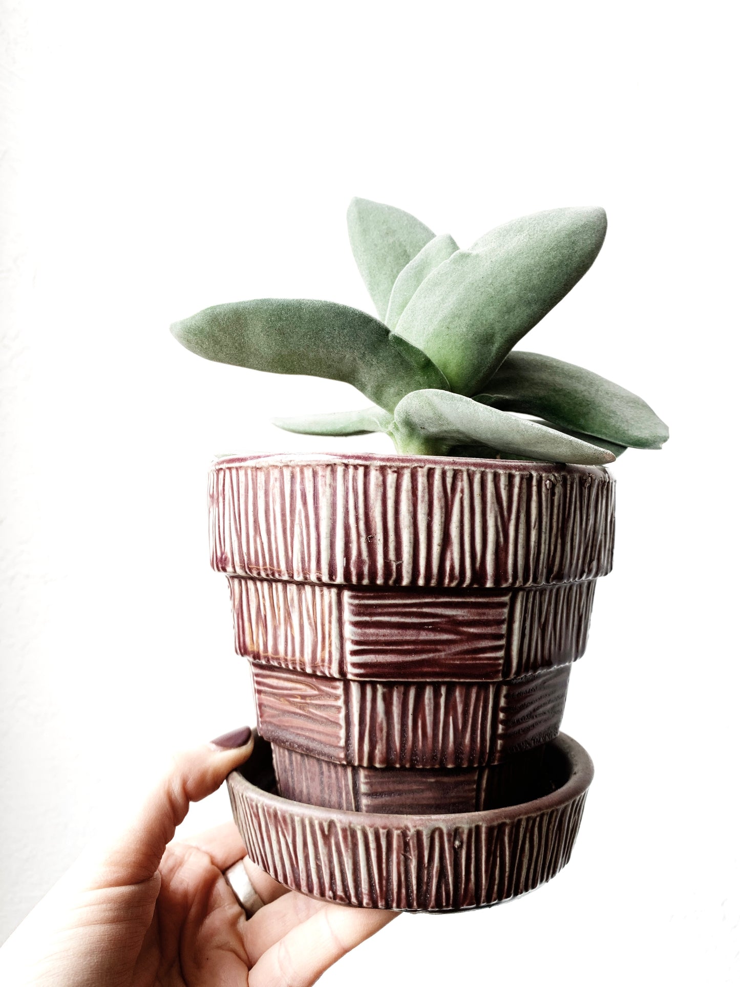 Potted Cactus or Succulent