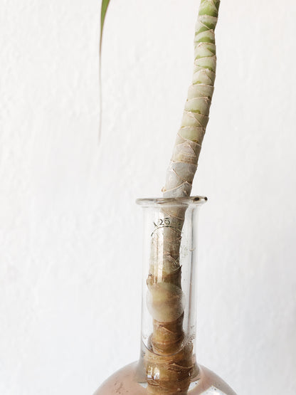 Vintage Chemistry Flask