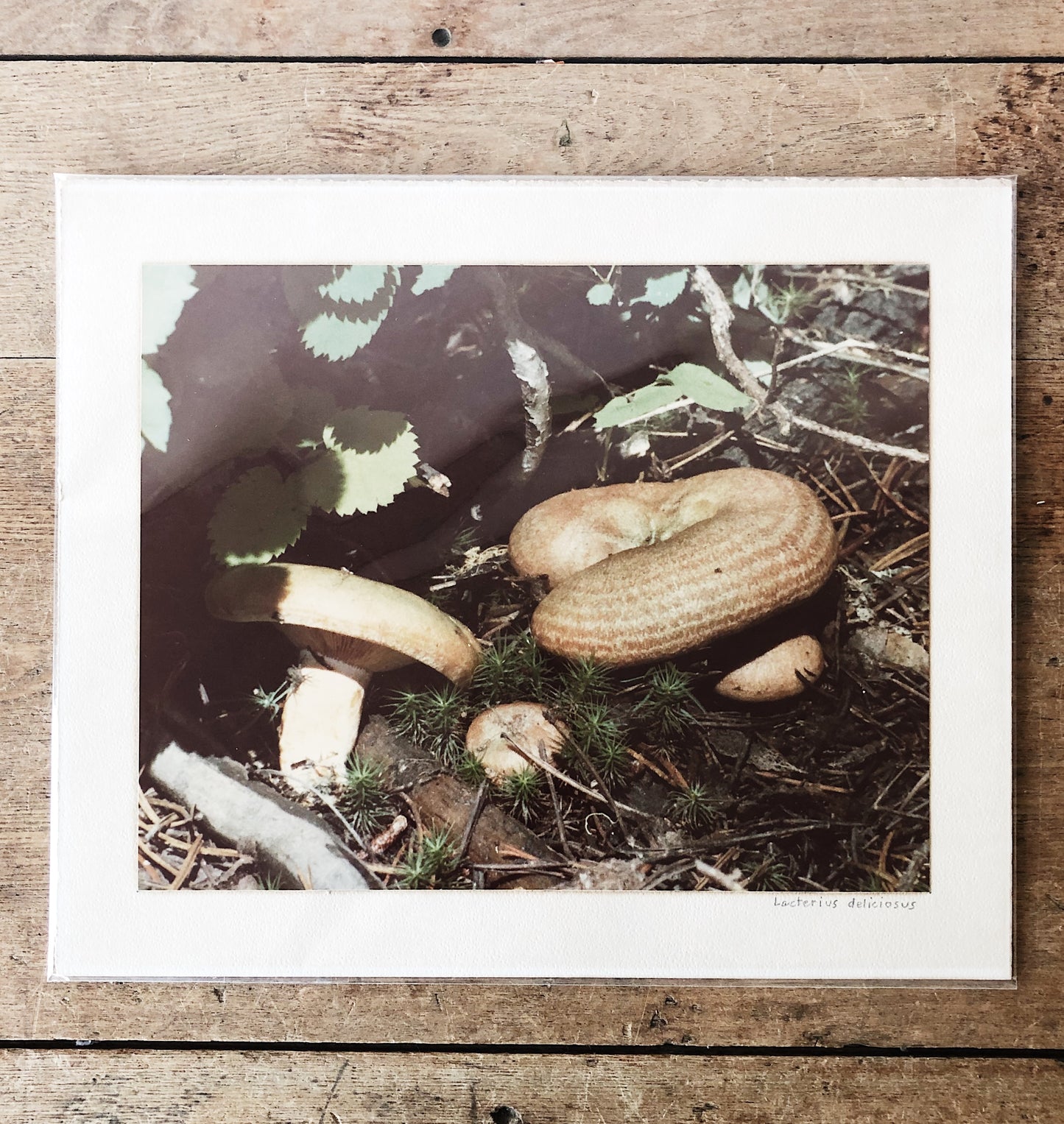 Vintage Mushroom Film Photo