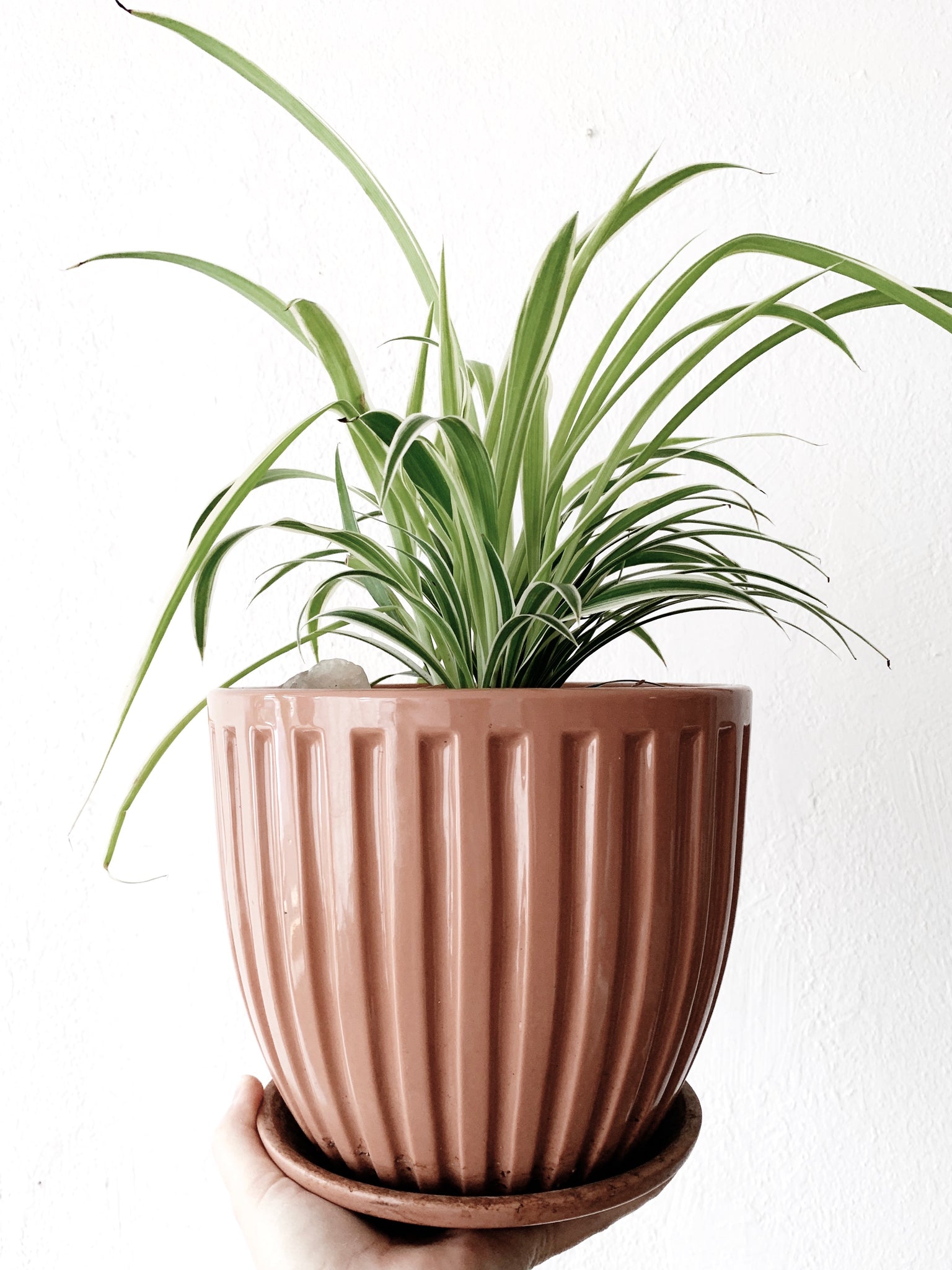 Spider Plant in Vintage NorCal Ceramic Tray Pot