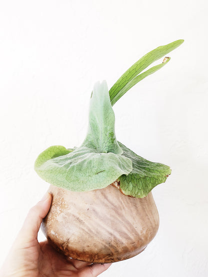 Platycerium in Vintage Wood Planter