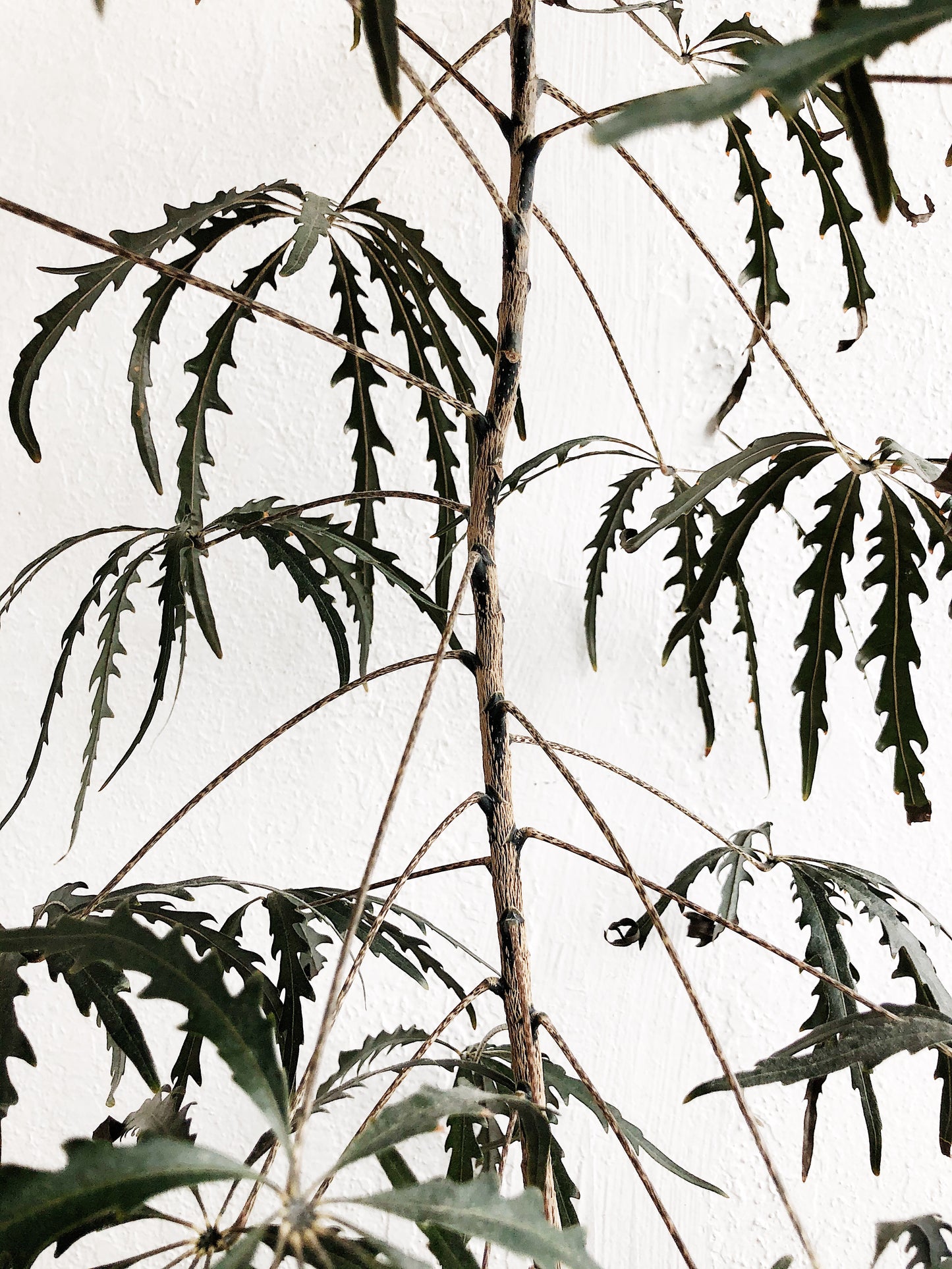Mature Schefflera Elegantissima Floor Plant