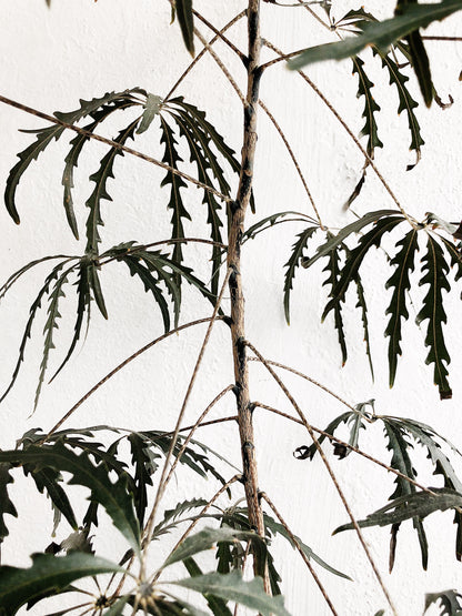 Mature Schefflera Elegantissima Floor Plant