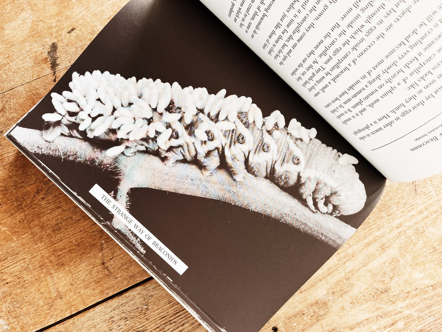 Vintage Natural History Book
