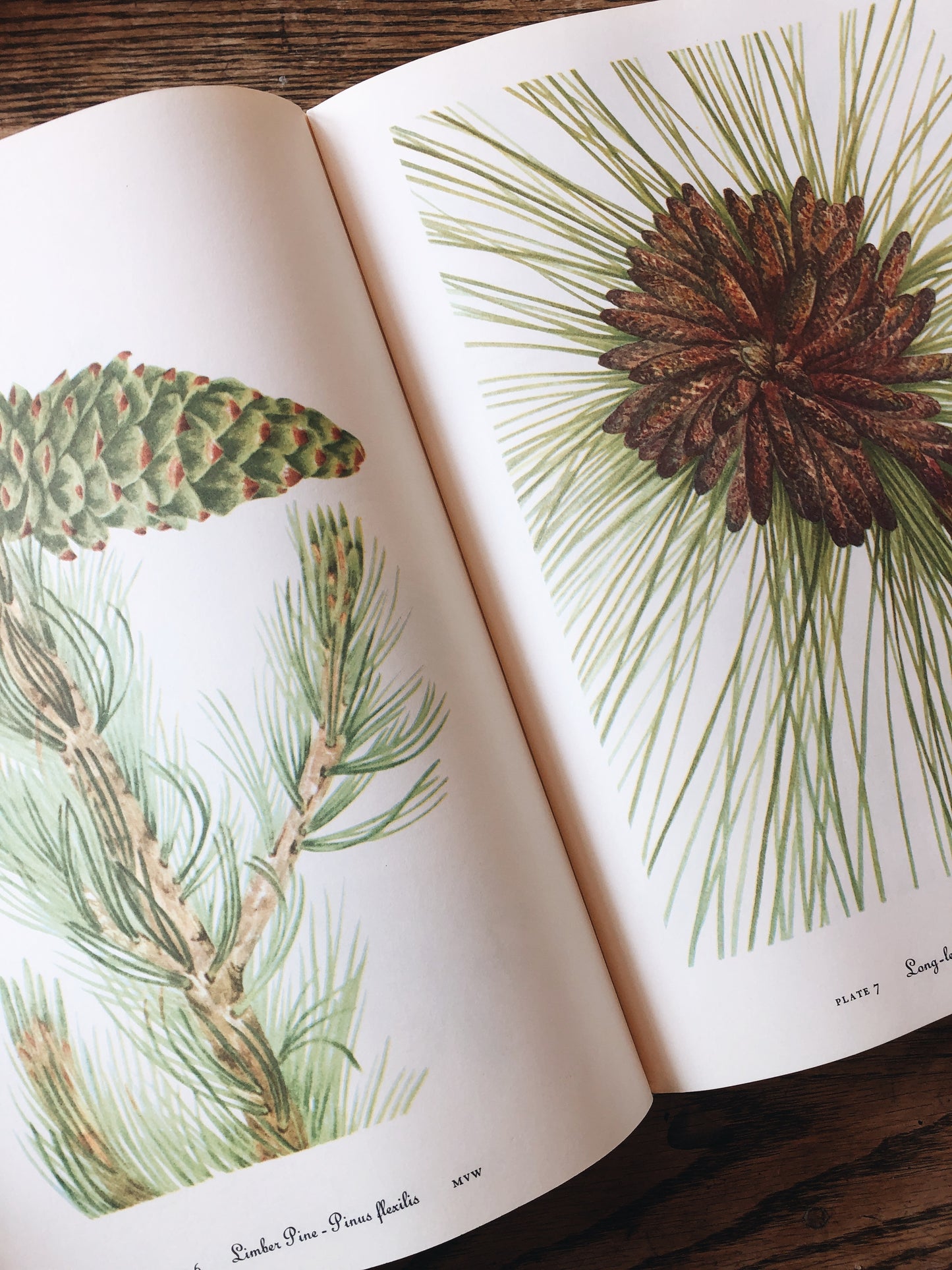 Vintage Wildflowers of America Book