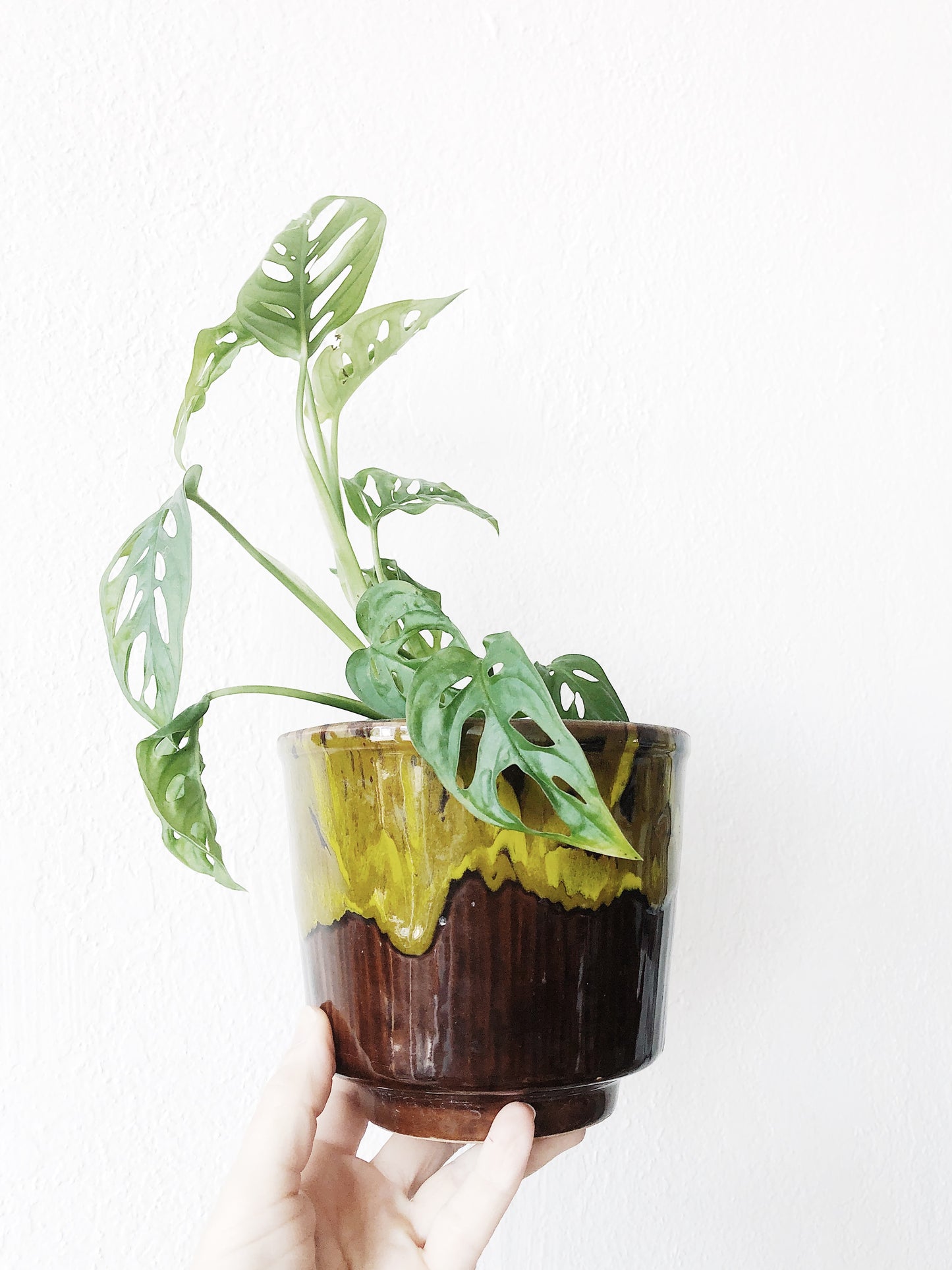 Monstera Adansonii in Mid Century Pot