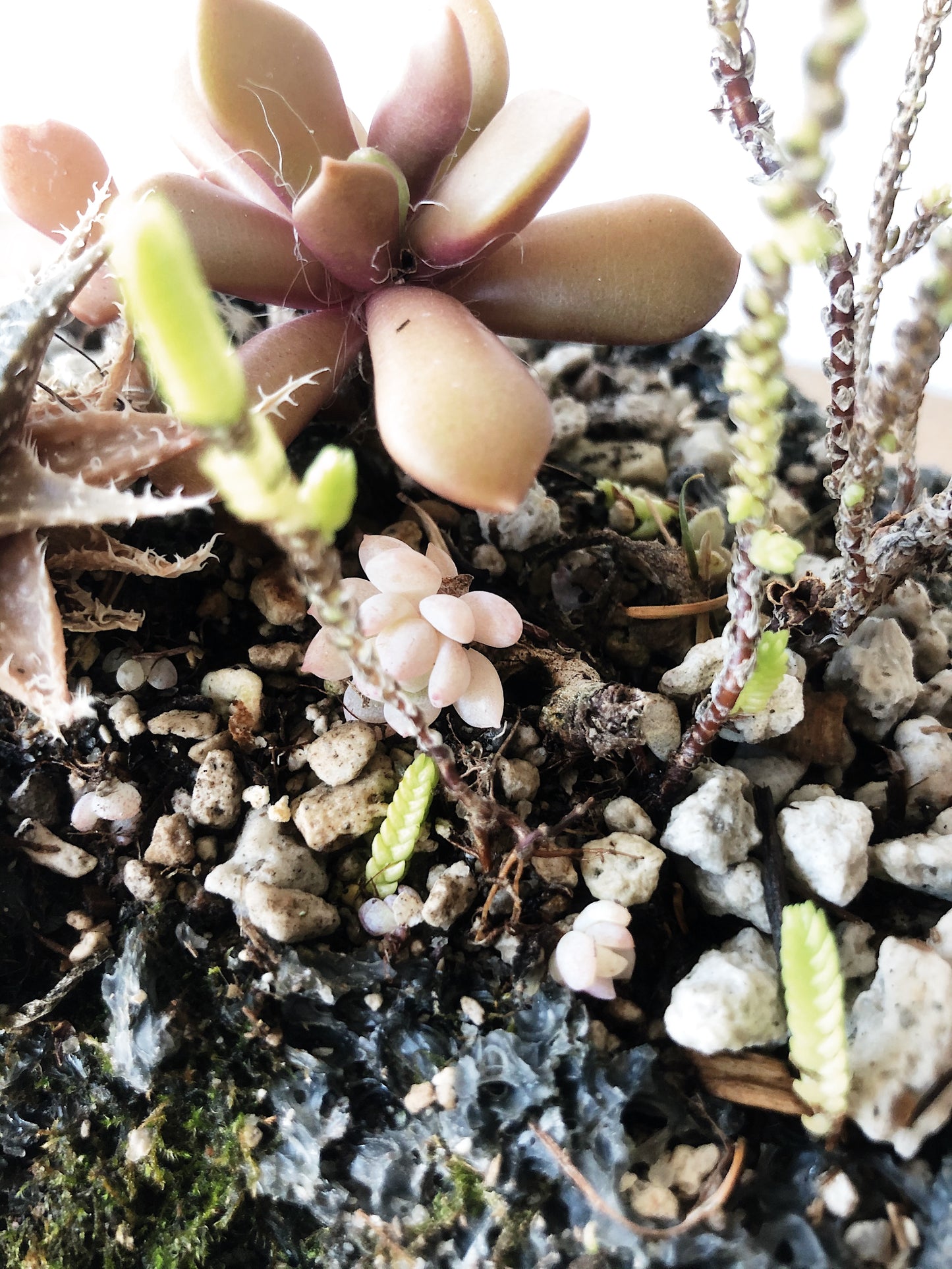 Succulent Collection in Lava Rock