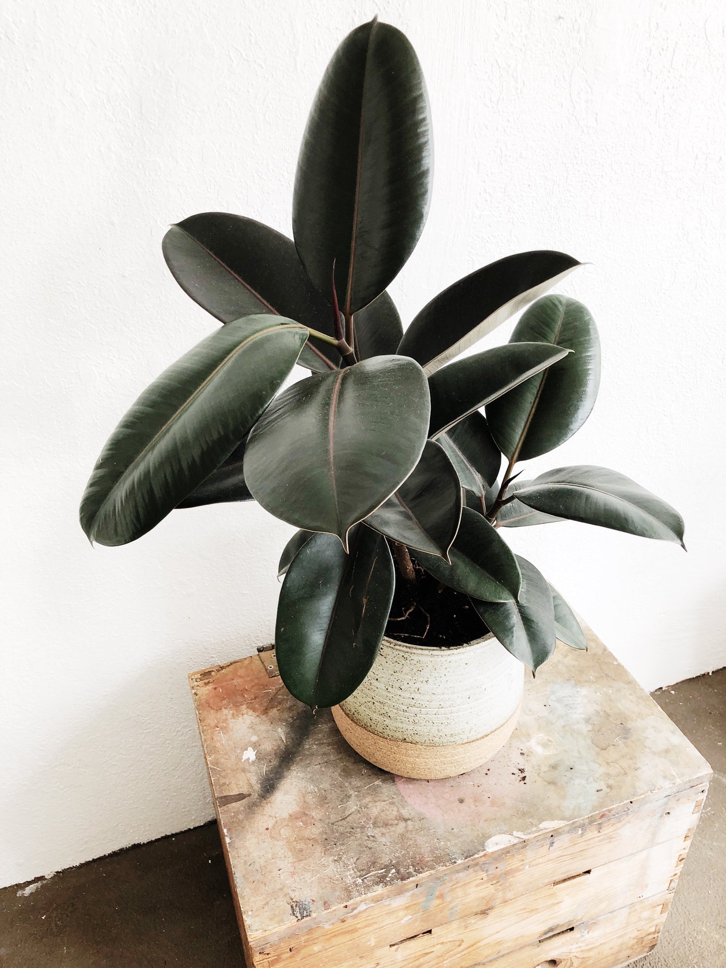 Ficus Elastica in Handmade Stoneware Pot