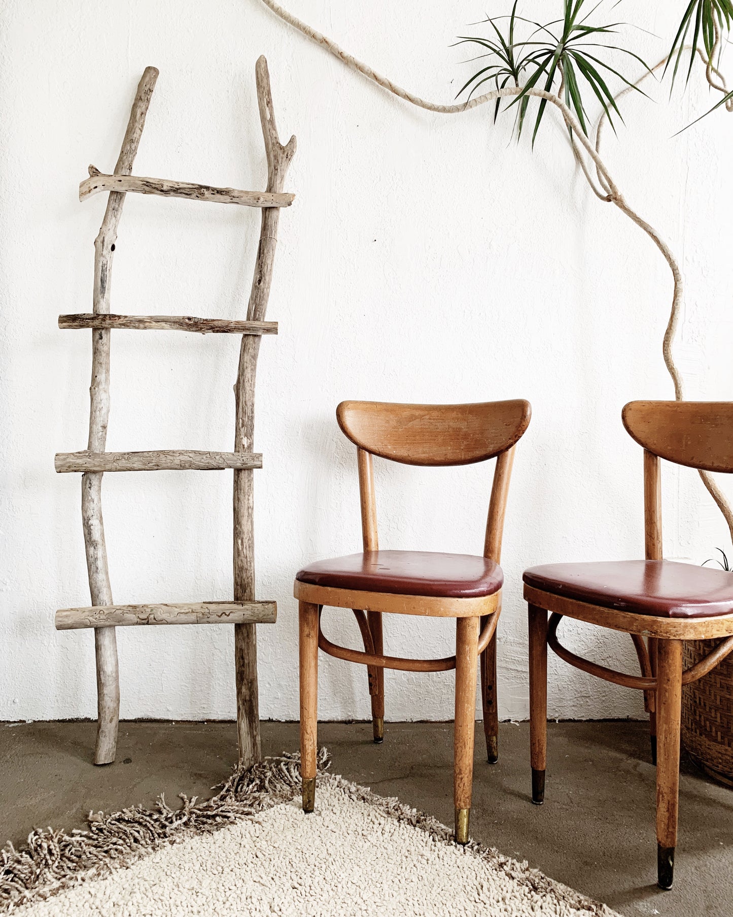 Mid Century Thonet Chairs Set of Five
