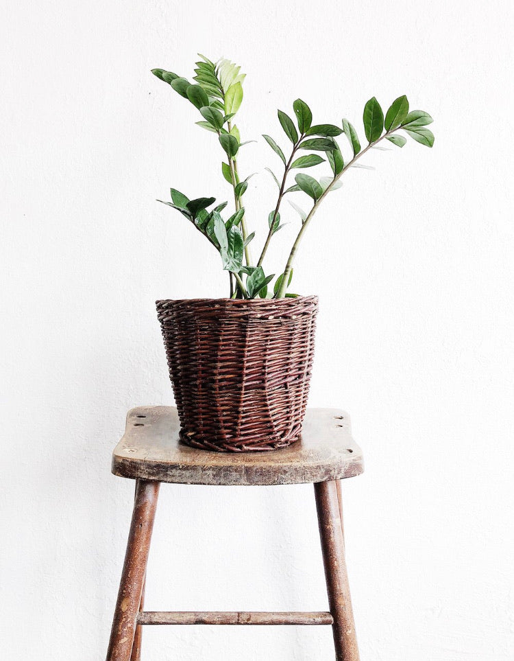 Vintage Plant Basket