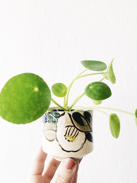 Pilea in 1940s Pottery