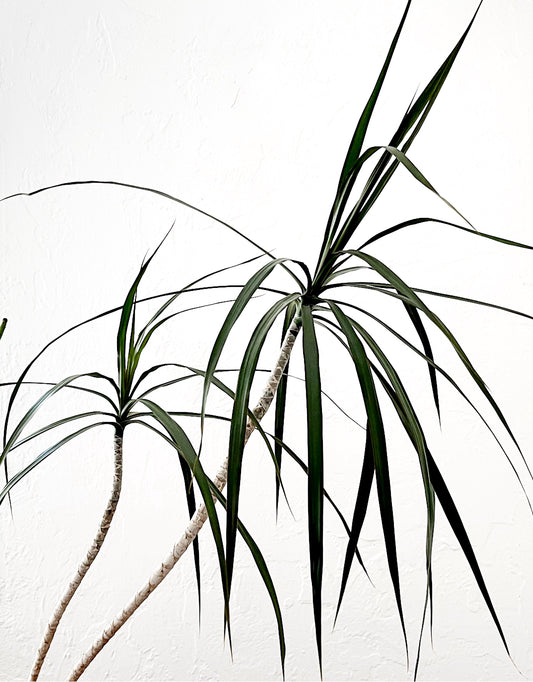 Tall Potted Dracaena Palm