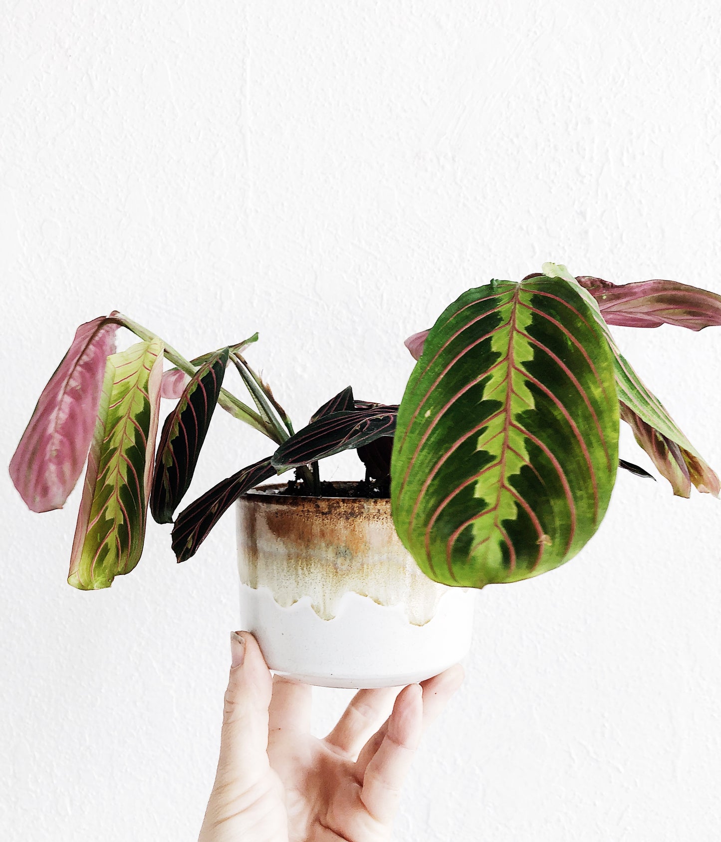 Maranta Leuconeura in Vintage Pottery Planter