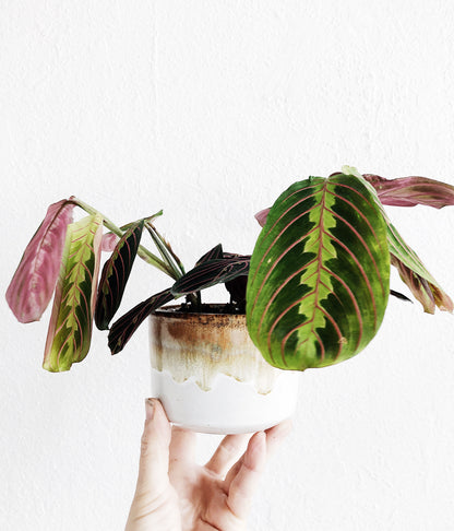 Maranta Leuconeura in Vintage Pottery Planter