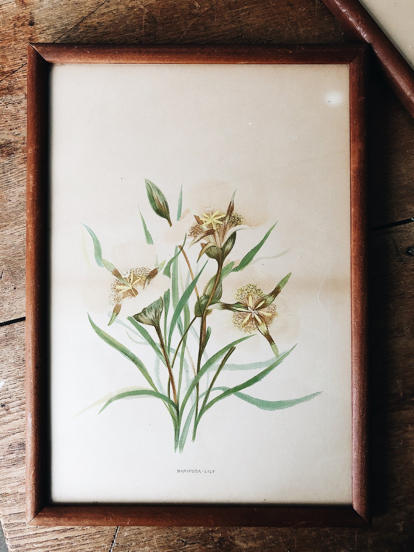 Antique Hand Colored Botanical Plates