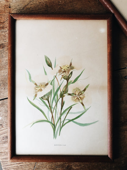 Antique Hand Colored Botanical Plates