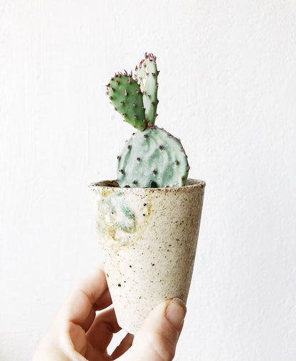 Opuntia Cactus in Vintage Pottery