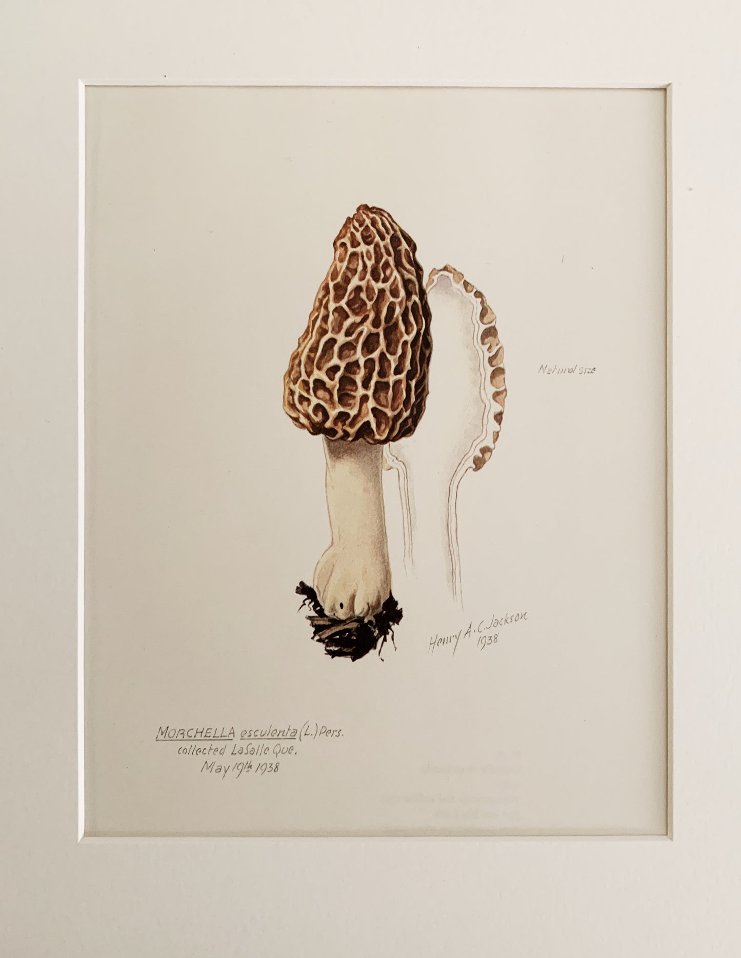 Vintage 1970’s Matted Mushroom Prints 11x14”