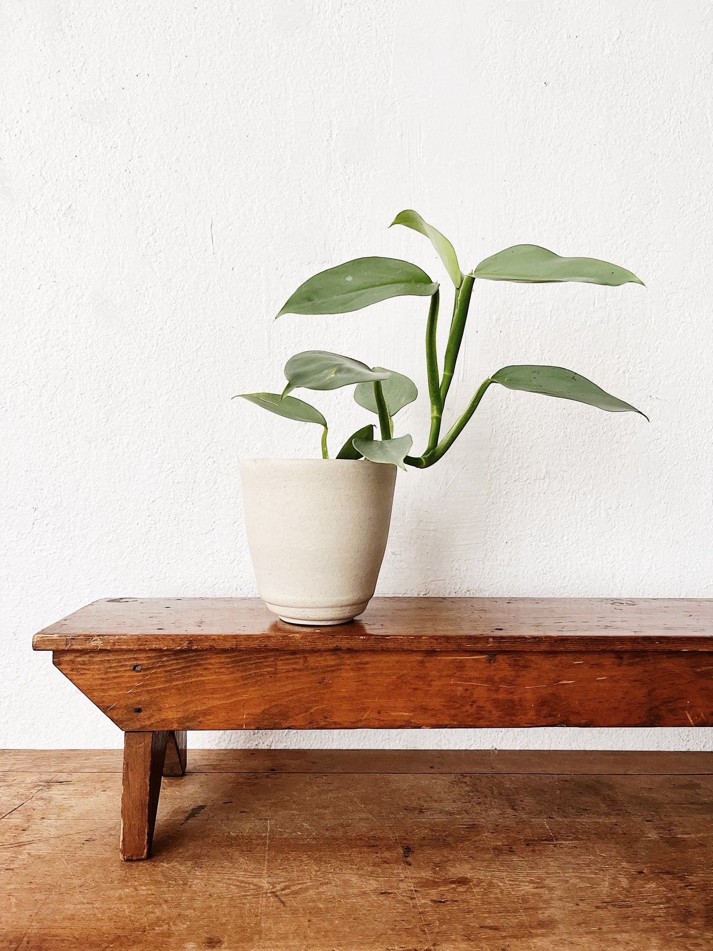 Philodendron Hasatum in Handmade Pottery