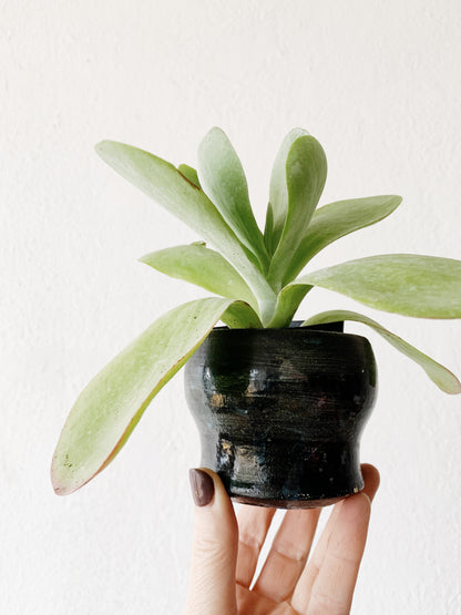Studio Pottery