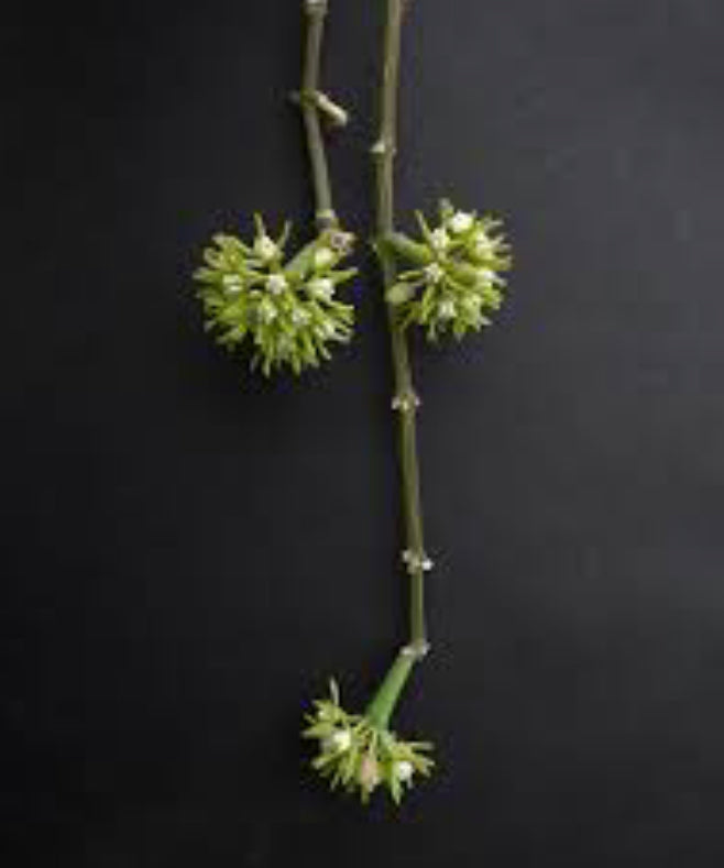 Collectors Plant: Sarcostemma Stoloniferum in Vintage Terra