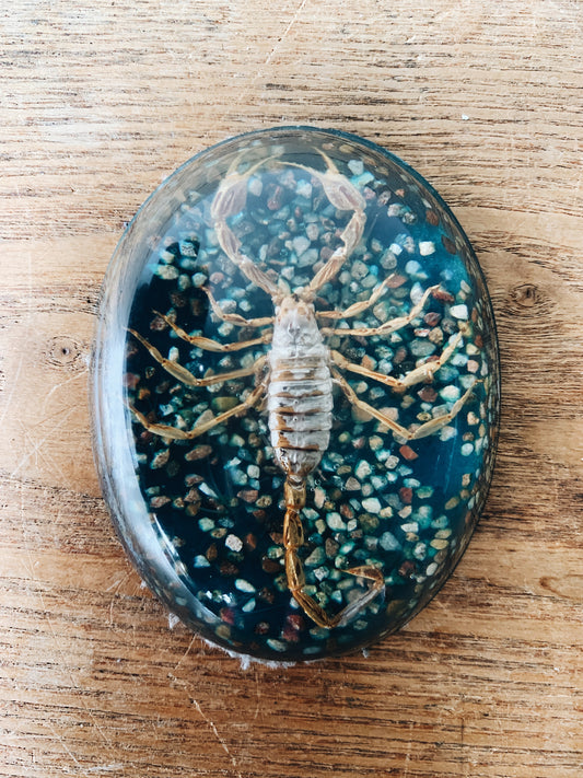 Vintage Scorpion in Resin Paper Weight