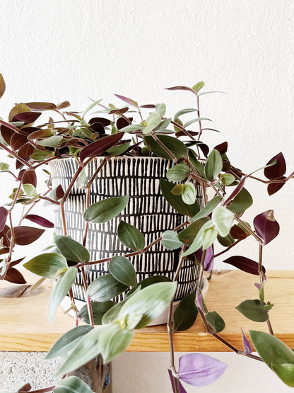 Tradescantia Potted in Ceramic