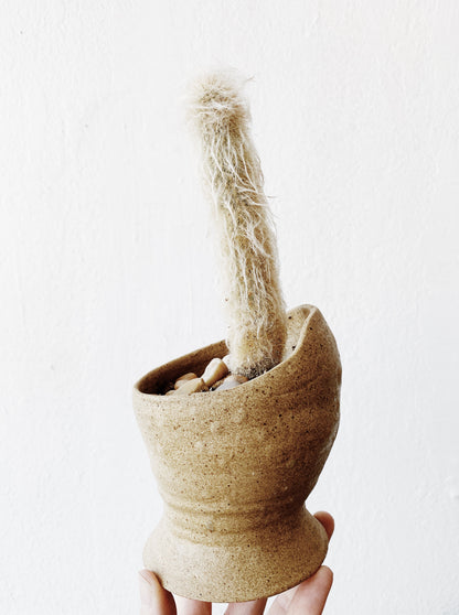 Cactus in Vintage Pottery
