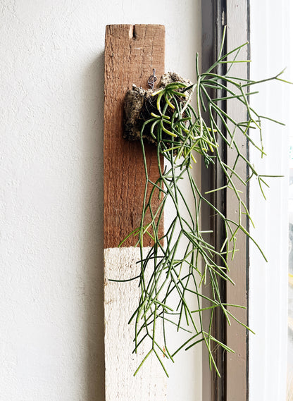 Rhipsalis Baccifera Cork Mount