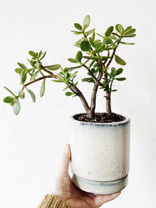 Potted Jade Plant