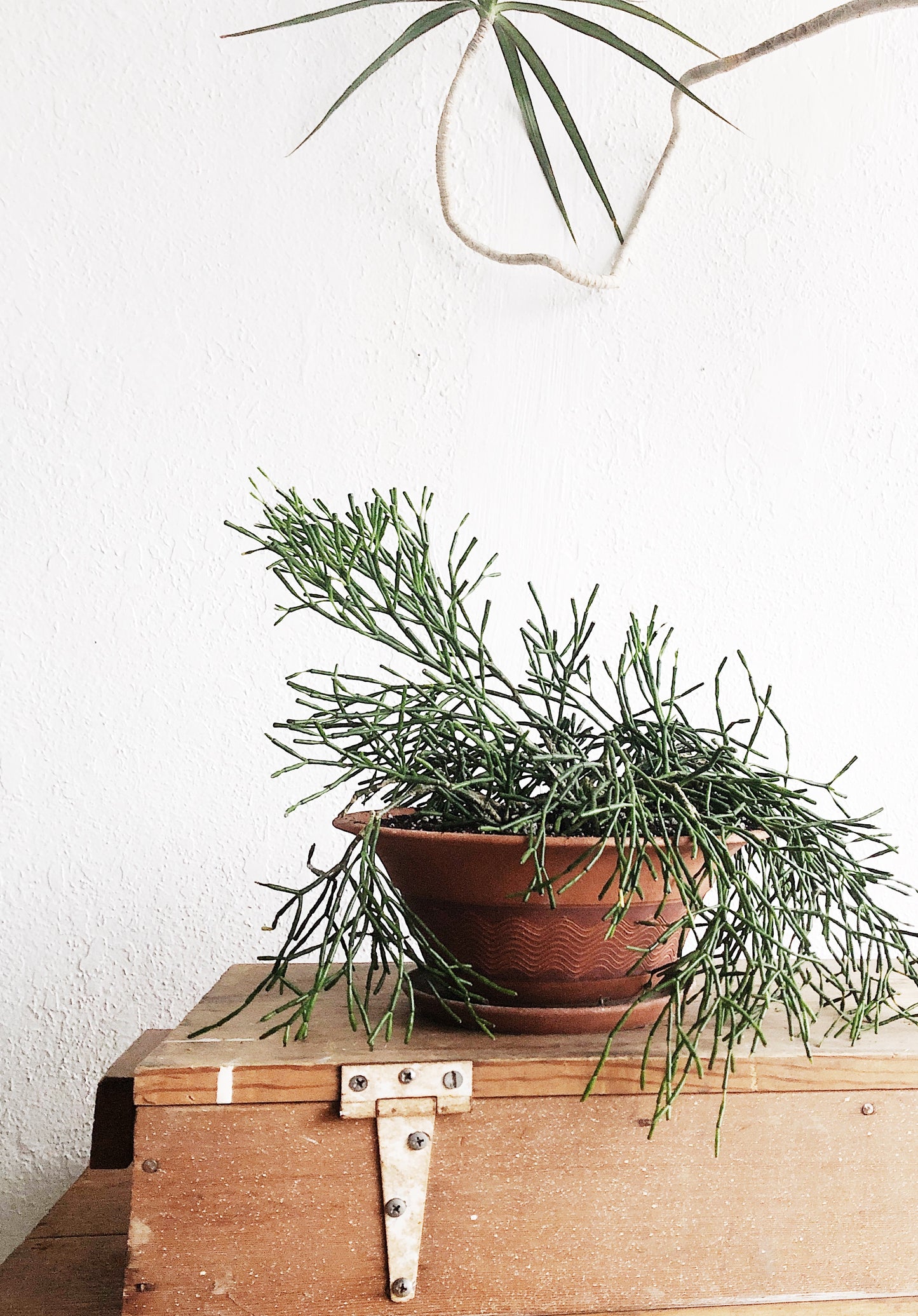 Large Potted Hatiora Salicornioides