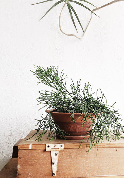 Large Potted Hatiora Salicornioides